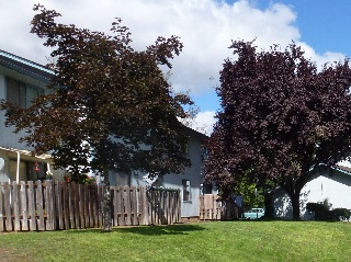 An apartment building with a wood fence and two large trees in front of it.