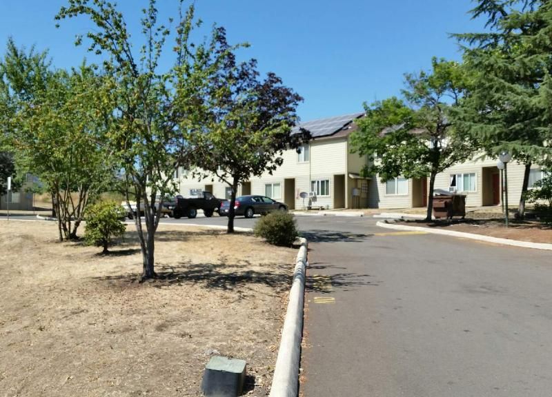 A driveway with trees on either side and an apartment complex in the background.